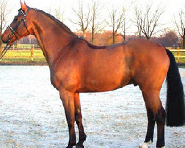 stallion Rebus G (Dutch Warmblood, 1998, from Indorado)