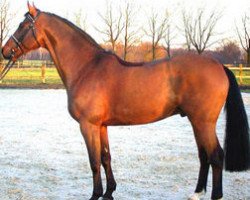 stallion Rebus G (KWPN (Royal Dutch Sporthorse), 1998, from Indorado)