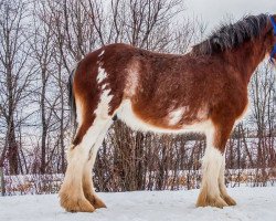 Zuchtstute Willow Way Mya (Clydesdale, 2012, von Willow Way Bacardi)