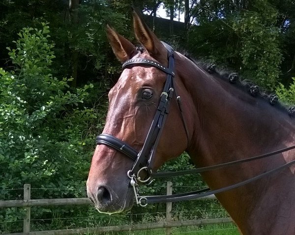 dressage horse Louis RR (Hanoverian, 2008, from Locksley II)