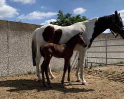 Springpferd Gegenlicht RZ (Trakehner, 2023, von Feiner Traum)