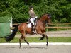 dressage horse Clueso (Hanoverian, 2011, from Christ)