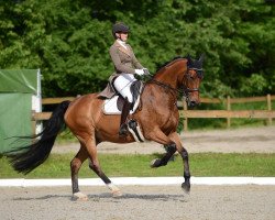 dressage horse Clueso (Hanoverian, 2011, from Christ)