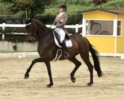 dressage horse Damson Jam (Hanoverian, 2015, from Damsey FRH)