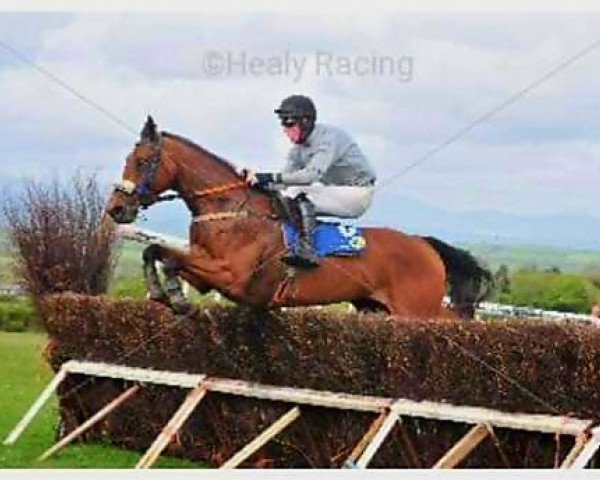 broodmare Well Lahy xx (Thoroughbred, 2012, from Well Chosen xx)