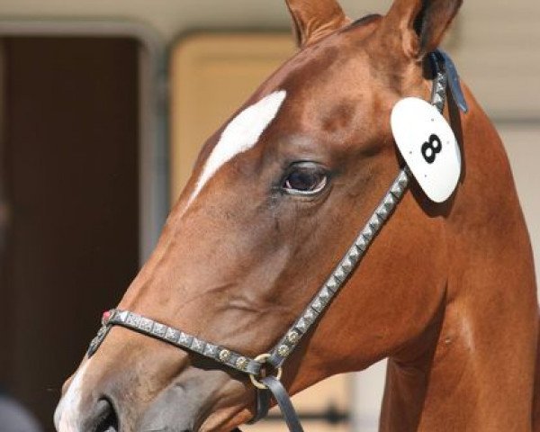 broodmare Gallery-CZ (Akhal-Teke,  , from Khan Tengri)