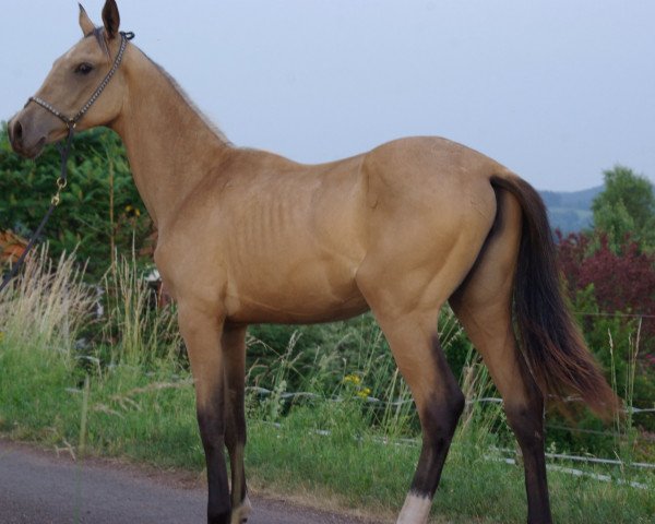 horse Durkhana-CZ (Akhal-Teke, 2017, from Khan Tengri)