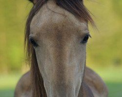 broodmare Demirkhana-CZ (Akhal-Teke, 2018, from Khan Tengri)