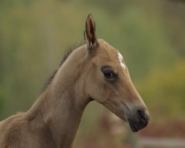 horse Khamoon RA-CZ (Akhal-Teke, 2021, from Khan Tengri)