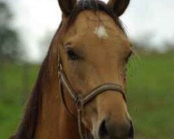 horse Khashkan (Akhal-Teke, 2019, from Karim)