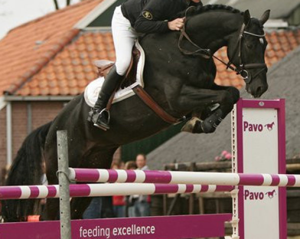 stallion Bodinus (KWPN (Royal Dutch Sporthorse), 2006, from Padinus)