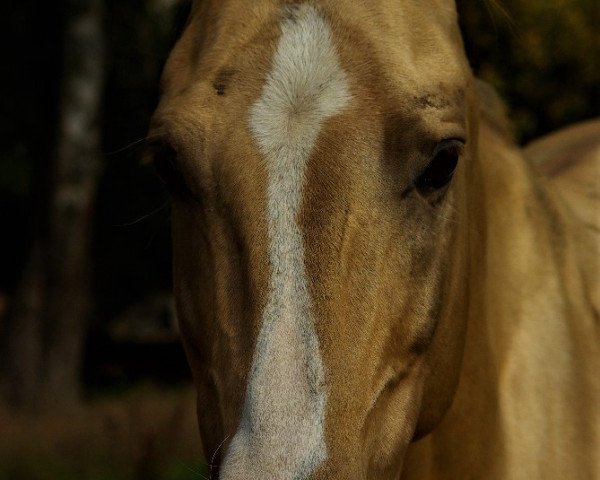 stallion Karim (Akhal-Teke, 2007, from Kazbek)