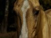 stallion Karim (Akhal-Teke, 2007, from Kazbek)