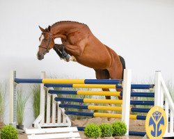 Springpferd Lahelien W (KWPN (Niederländisches Warmblut), 2016, von Carambole)