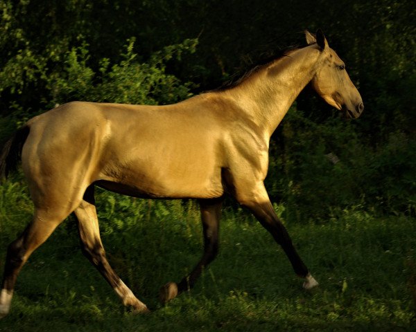 broodmare Kasia (Akhal-Teke, 2018, from Karim)