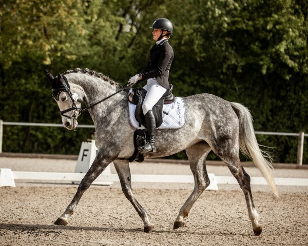 broodmare Donausonne 4 (Trakehner, 2016, from Silvermoon)