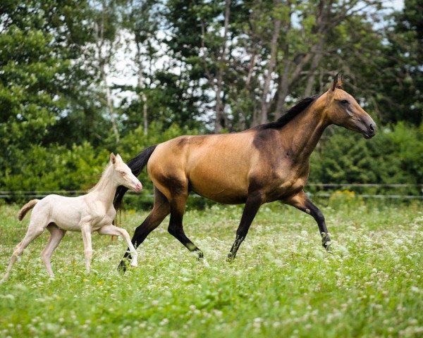 broodmare Kahany Teke (Akhal-Teke, 2012, from Portos)