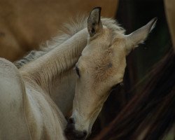 horse Katyusha-CZ (Akhal-Teke, 2022, from Khan Tengri)