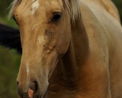 Pferd Kágor (Achal Tekkiner, 2021, von Karim)