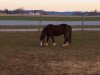 dressage horse Gini (Welsh mountain pony (SEK.A), 2009, from Leybuchts Goda)