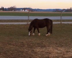 Dressurpferd Gini (Welsh Mountain Pony (Sek.A), 2009, von Leybuchts Goda)