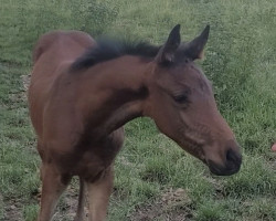 horse Duke of Lahy (Deutsches Sportpferd, 2023, from Diego de Semilly)