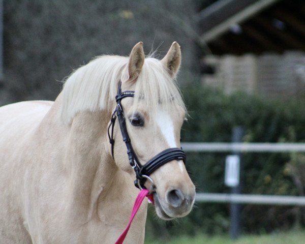 dressage horse Wasteins Dreamcloud (German Riding Pony, 2018, from Darubi Gold)