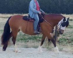 Zuchtstute Keena (Welsh-Cob (Sek. D), 2010, von Llanarth Montgomery)