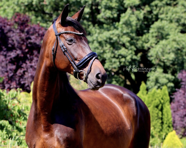 broodmare Ludmilla 37 (German Sport Horse, 2013, from E.H. Millennium)