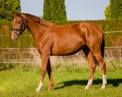 dressage horse Rage for Me (Oldenburg, 2019, from Rock for Me)