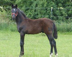 dressage horse Ferraris (Oldenburg,  , from Franz Ferdinand)