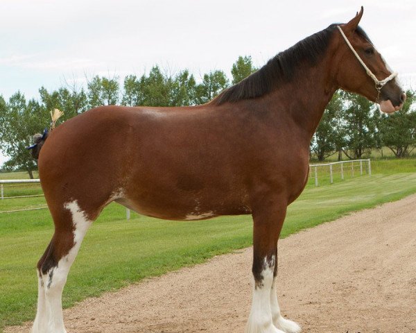 Zuchtstute Willow Way Napa (Clydesdale, 2013, von Deighton Zoom)