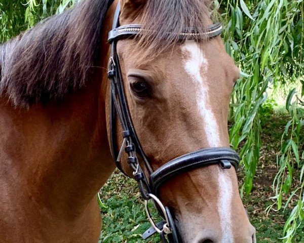 dressage horse Miamar (German Riding Pony, 2016, from Erfttal Duncan)