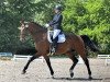 dressage horse Feliciano de (Hanoverian, 2012, from Fürst Nymphenburg)