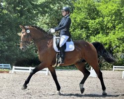 dressage horse Feliciano de (Hanoverian, 2012, from Fürst Nymphenburg)