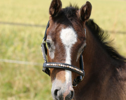 Springpferd Chilli Willy (Westfale, 2023, von Charmeur Blanc)