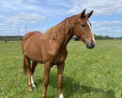 jumper Diathea Blue CB (Oldenburg show jumper, 2021, from Diablue PS)