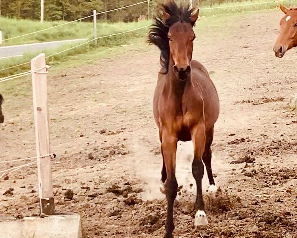 Springpferd Gianini PS (Österreichisches Warmblut, 2022, von Hongkong B)