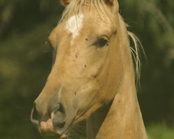 horse Moandin (Akhal-Teke, 2019, from Karim)