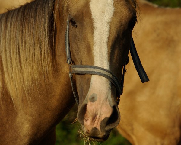 horse Mondin (Akhal-Teke, 2020, from Karim)