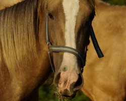 horse Mondin (Akhal-Teke, 2020, from Karim)