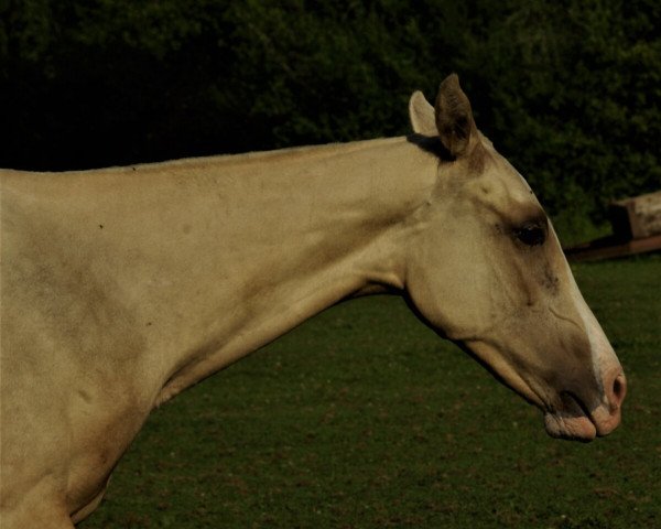 Pferd Monument Z-CZ (Achal Tekkiner, 2021, von Karim)