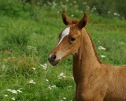 horse Mab (Akhal-Teke, 2022, from Karim)