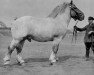 stallion Uranos von Neulohoff RS 937 (Rhenish-German Cold-Blood, 1926, from Lotos RS Ldb Wi)