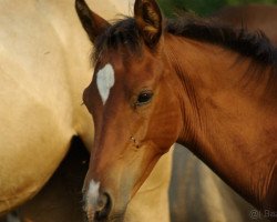 horse Karma Teke (Akhal-Teke, 2022, from Karim)