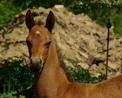 horse Kapitán Teke (Akhal-Teke, 2023, from Karim)