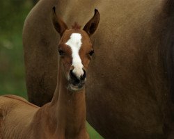 horse Durmu-CZ (Akhal-Teke, 2022, from Karim)