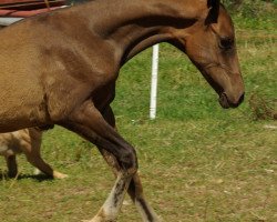 horse Kaddafi-CZ (Akhal-Teke, 2022, from Khan Tengri)