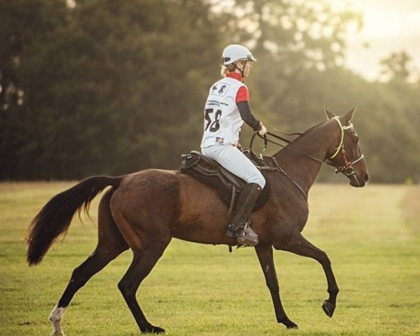 broodmare Al Gata (Akhal-Teke, 2008, from Altair)