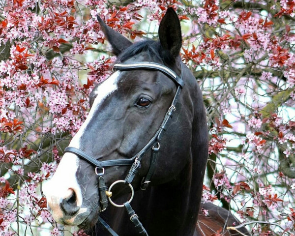 horse Shamrock B (Hanoverian, 2010, from Sherlock Holmes)